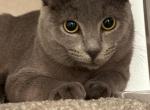 Maggie - Russian Blue Cat For Adoption - Pembroke Pines&comma; FL&comma; US