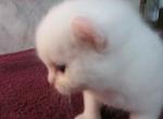 FOXY FLIRT & FIESTY FENTON - American Curl Kitten For Sale - Grand Island&comma; NE&comma; US