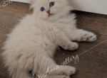 Kira - Siberian Kitten For Sale - Tallahassee&comma; FL&comma; US