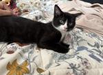 Oreo - Domestic Kitten For Adoption - Brockton&comma; MA&comma; US