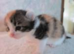 Fancy Fandango - American Curl Kitten For Sale - Grand Island&comma; NE&comma; US