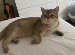 Yoiyo - British Shorthair Cat For Sale - Rahway&comma; NJ&comma; US