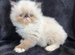 Winston - Himalayan Kitten For Sale - 