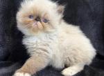 Winston - Himalayan Kitten For Sale - Callahan&comma; FL&comma; US