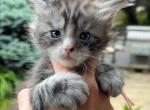 Blossom - Maine Coon Kitten For Sale - Rogersville&comma; MO&comma; US