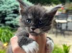 Brooks - Maine Coon Kitten For Sale - Rogersville&comma; MO&comma; US