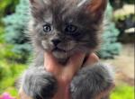 Bud - Maine Coon Kitten For Sale - Rogersville&comma; MO&comma; US