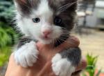 Bentley - Maine Coon Kitten For Sale - Rogersville&comma; MO&comma; US