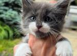 Beau - Maine Coon Kitten For Sale - Rogersville&comma; MO&comma; US