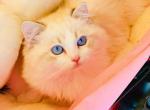 Luna - Ragdoll Kitten For Sale - Irvine&comma; CA&comma; US