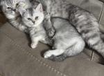 Sammie - Scottish Straight Kitten For Sale - Howard Lake&comma; MN&comma; US
