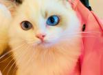 Marilyn - Ragdoll Kitten For Sale - Irvine&comma; CA&comma; US