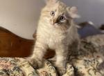 Ambassador grey Highlander - Highlander Kitten For Sale - Bridgeton&comma; NJ&comma; US