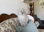 PENDING Clementine Highlander - Highlander Kitten For Sale - Bridgeton&comma; NJ&comma; US