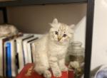 RESERVED Winnifred Highlander - Highlander Kitten For Sale - Bridgeton&comma; NJ&comma; US