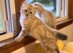 Marmalade Highlander - Highlander Kitten For Sale - Bridgeton&comma; NJ&comma; US