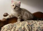 Sebastian Highlander - Highlander Kitten For Sale - Bridgeton&comma; NJ&comma; US