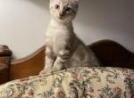 Sebastian Highlander - Highlander Kitten For Sale - Bridgeton&comma; NJ&comma; US