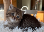 Persy - Scottish Straight Kitten For Sale - 