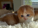 Rudy - Scottish Fold Kitten For Sale - 