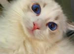 Rosie - Ragdoll Kitten For Sale - 