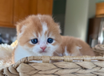 Rocky - Scottish Fold Kitten For Sale - 