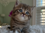 Persy - British Shorthair Kitten For Sale - New York&comma; NY&comma; US