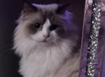 Cherubim mink KATS ravishing ragdolls - Ragdoll Kitten For Sale - 