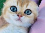 sunny - British Shorthair Kitten For Sale - Los Angeles&comma; CA&comma; US