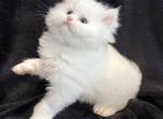 Astrid - Persian Kitten For Sale - 
