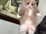 Maggie - Ragdoll Kitten For Sale - San Diego&comma; CA&comma; US