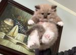 Matilda - Ragdoll Kitten For Sale - San Diego&comma; CA&comma; US