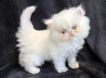 Pearl - Persian Kitten For Sale - 