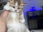 Mio reserved - British Shorthair Kitten For Sale - Englewood&comma; CO&comma; US