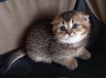 Donut - Scottish Fold Kitten For Sale - 