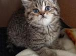 Oreo - Scottish Straight Kitten For Sale - Cheney&comma; WA&comma; US