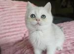 Daisy - British Shorthair Kitten For Sale - New York&comma; NY&comma; US