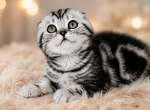 Beny Silver Marble Scottish fold - Scottish Fold Kitten For Sale - CA&comma; US