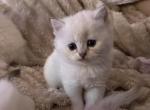 Ragdoll kittens - Ragdoll Kitten For Sale - 