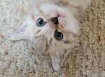 The seven wonders - Bengal Kitten For Sale - Bath&comma; PA&comma; US