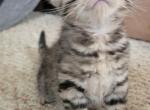 The seven wonders - Bengal Kitten For Sale - Bath&comma; PA&comma; US