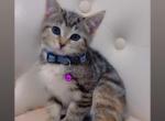 Honey - Domestic Kitten For Sale - Dearborn&comma; MI&comma; US