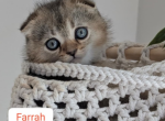 5 kittens - Domestic Kitten For Adoption - FL&comma; US