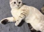 Ocean - Scottish Straight Kitten For Sale - Brooklyn&comma; NY&comma; US