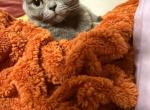 Leah - Scottish Straight Cat For Sale - Brooklyn&comma; NY&comma; US
