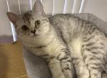 Queenie - Scottish Straight Kitten For Sale - Brooklyn&comma; NY&comma; US