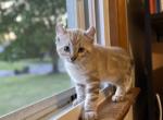 Bridgette Highlander - Highlander Kitten For Sale - Bridgeton&comma; NJ&comma; US
