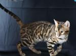 L'Jaguar Babies - Bengal Kitten For Sale - Hot Springs&comma; NC&comma; US