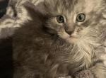 Mars - Maine Coon Kitten For Sale - Dallas&comma; TX&comma; US