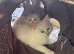 Electric - Ragdoll Kitten For Sale - 